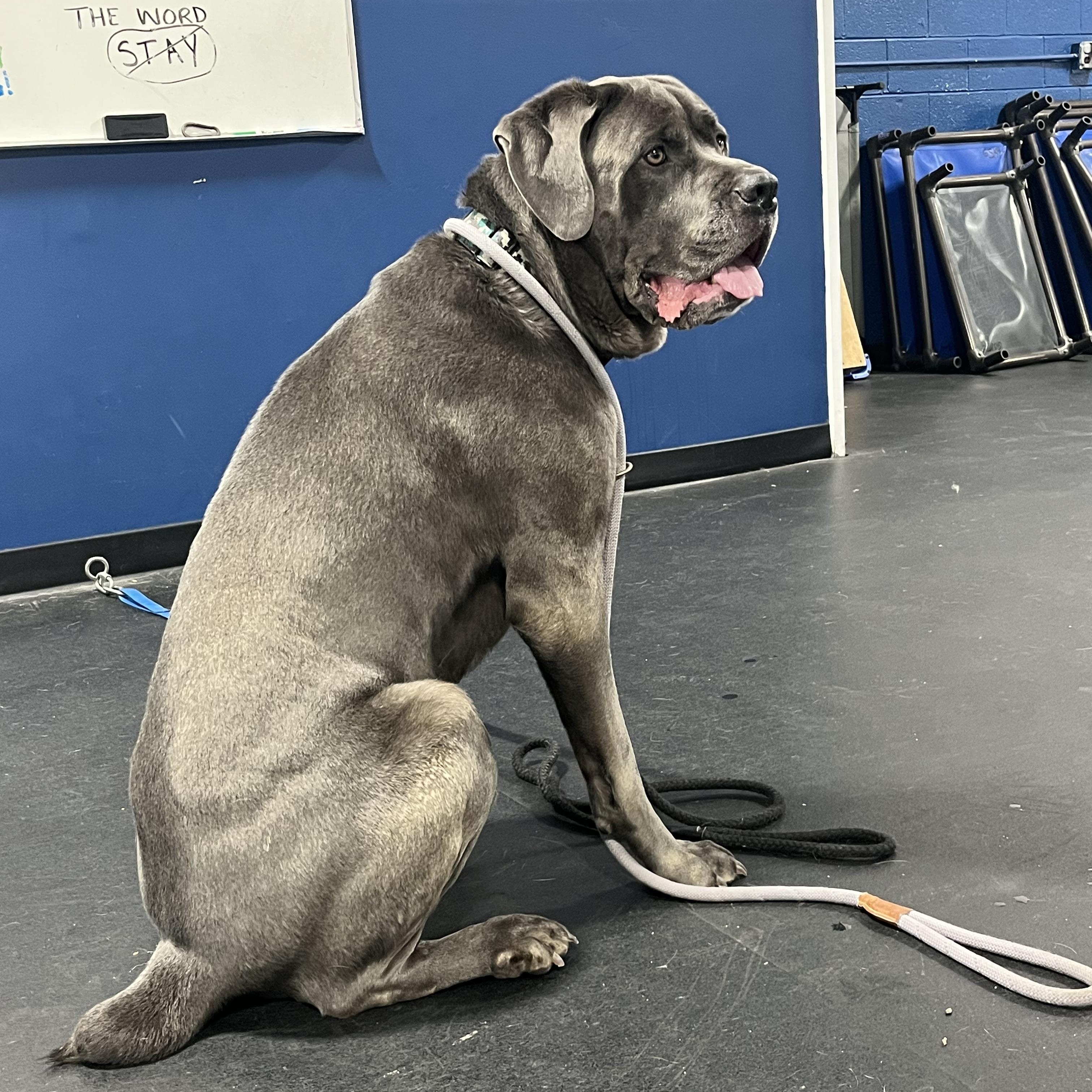 Enlarge Hooch, an adopted mixed breed in Mendham, NJ image 4/4