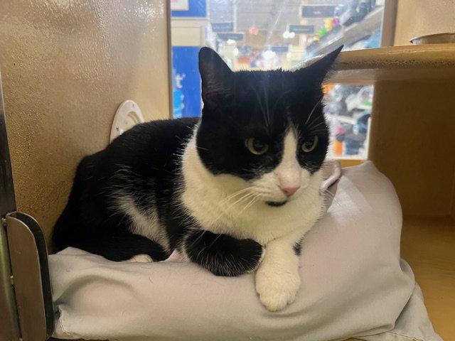Enlarge Katarina, a Adoptable Domestic Short Hair in Rowlett, TX image 1/3