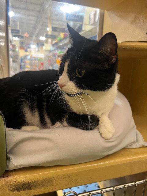 Enlarge Katarina, a Adoptable Domestic Short Hair in Rowlett, TX image 2/3
