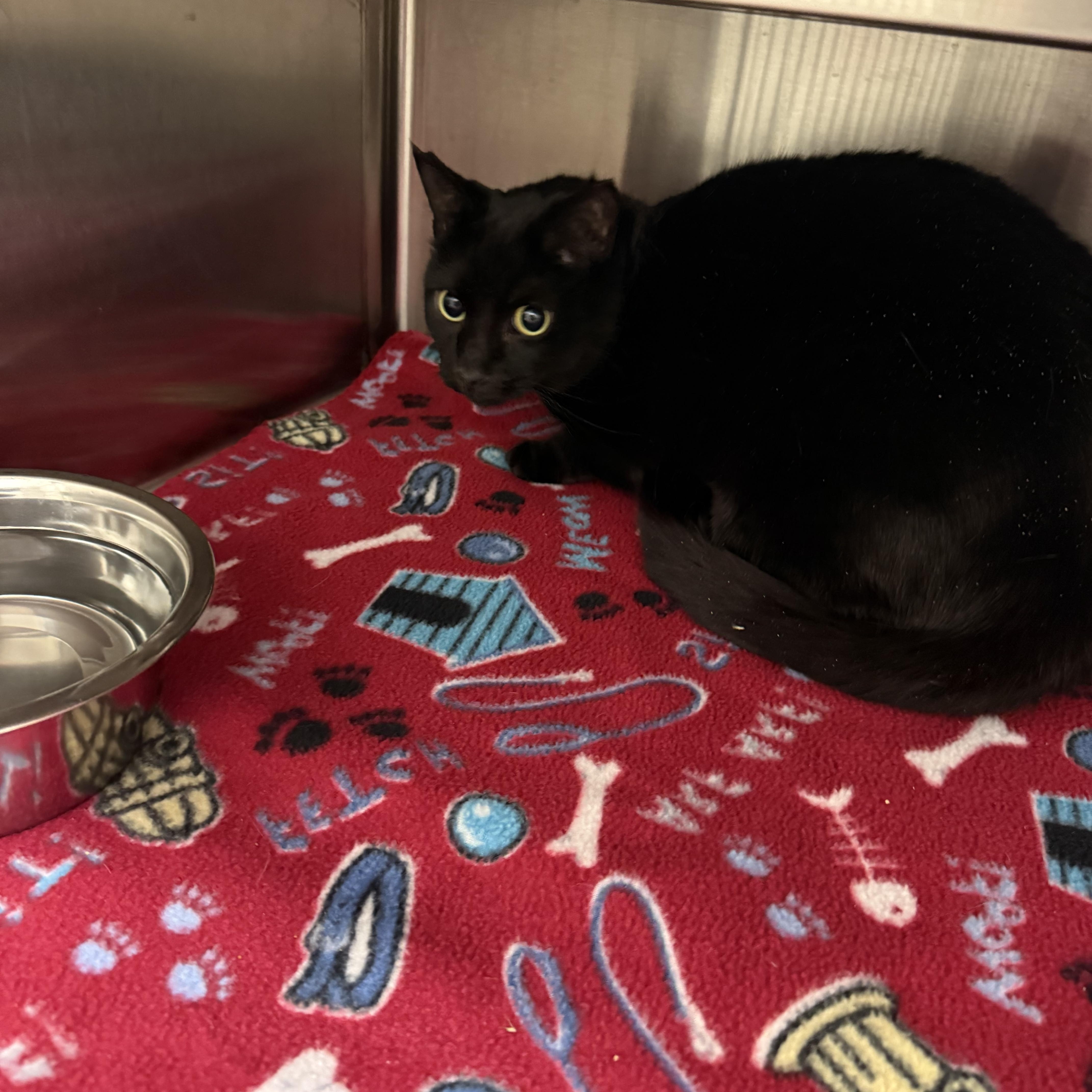 Enlarge Prancer, a ADOPTABLE Domestic Short Hair in Liberty, MO image 1/1