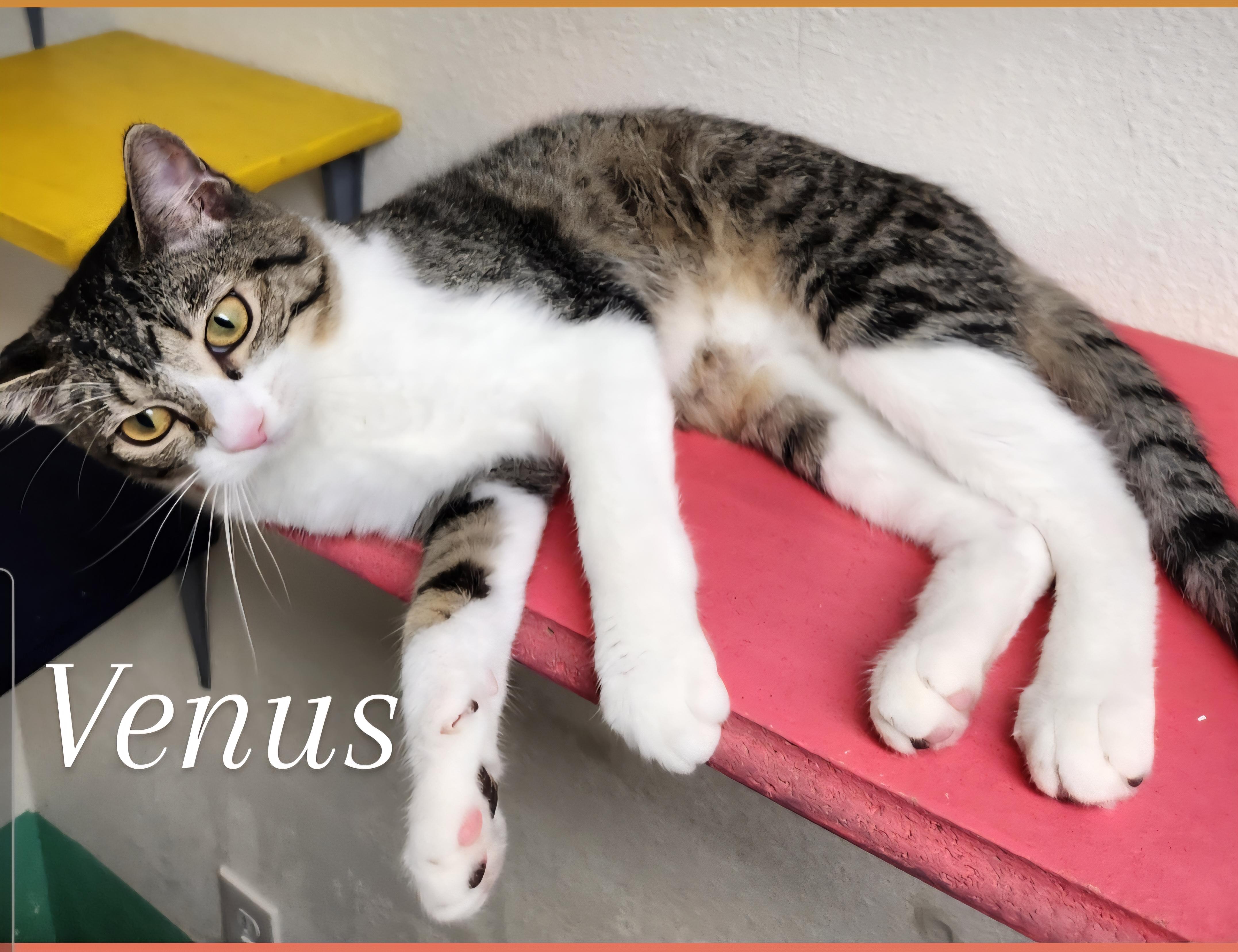 Venus