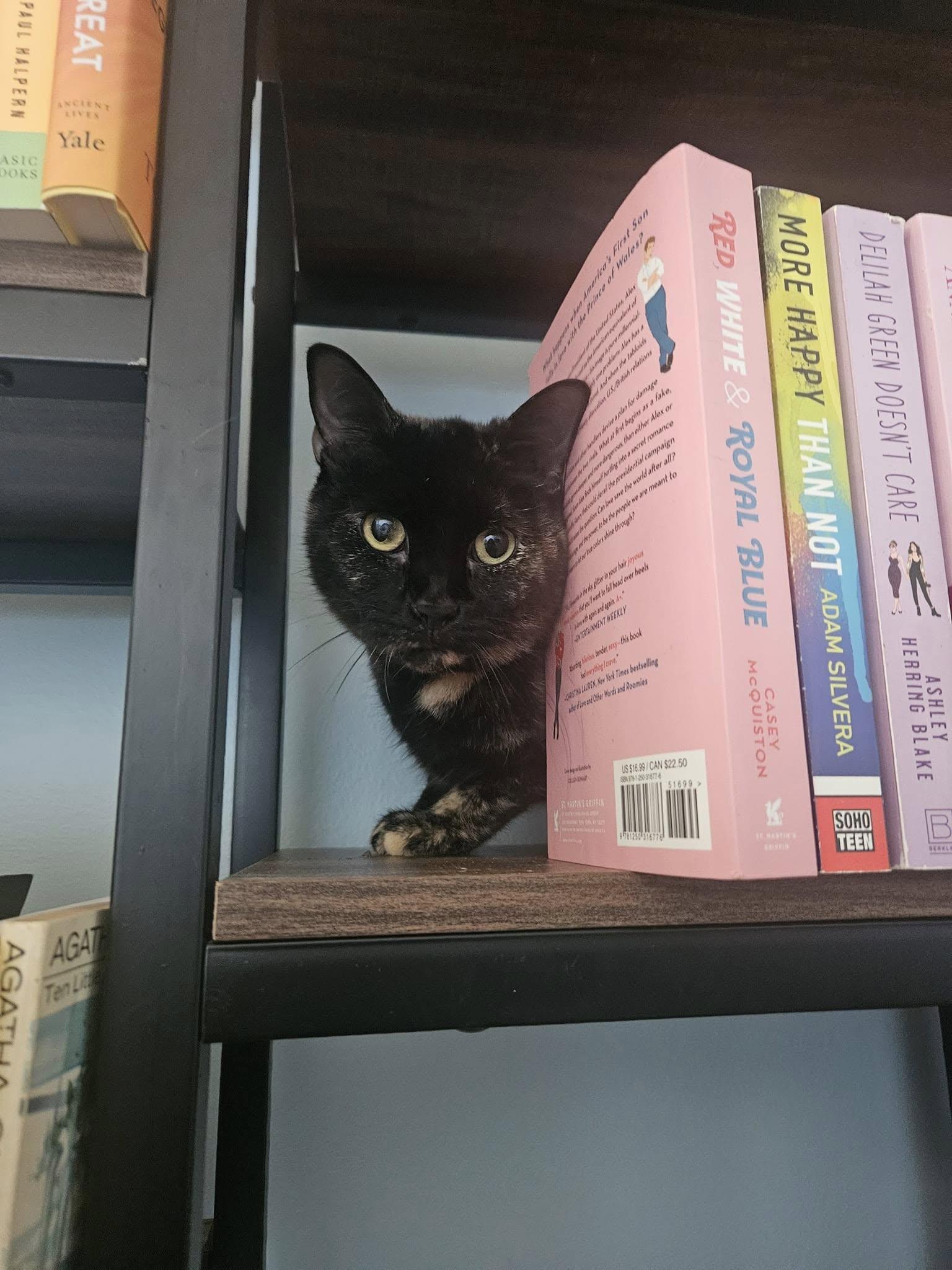 Luna, a Adoptable Tortoiseshell in Columbus, OH image 3/3