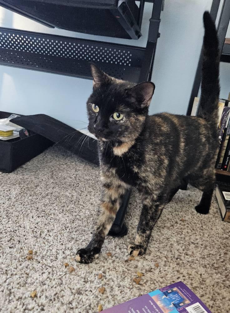Luna, Adoptable, Adult Female Tortoiseshell.