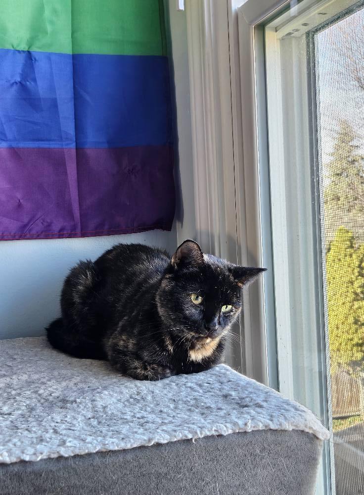 Luna, a Adoptable Tortoiseshell in Columbus, OH image 2/3