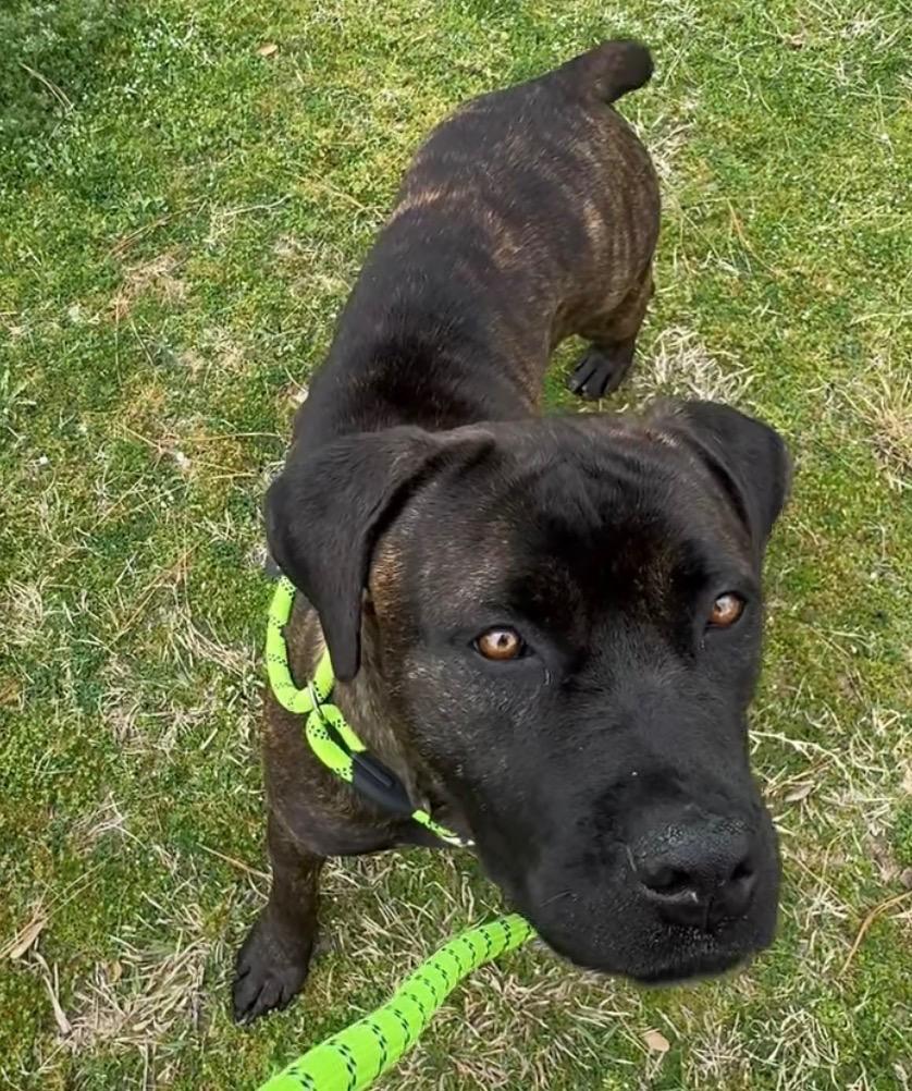 Eden, Adoptable, Adult Female Cane Corso.