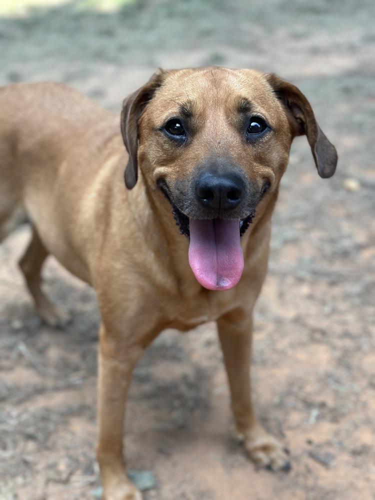 Paulie, Adoptable, Adult Male Hound & Rhodesian Ridgeback.