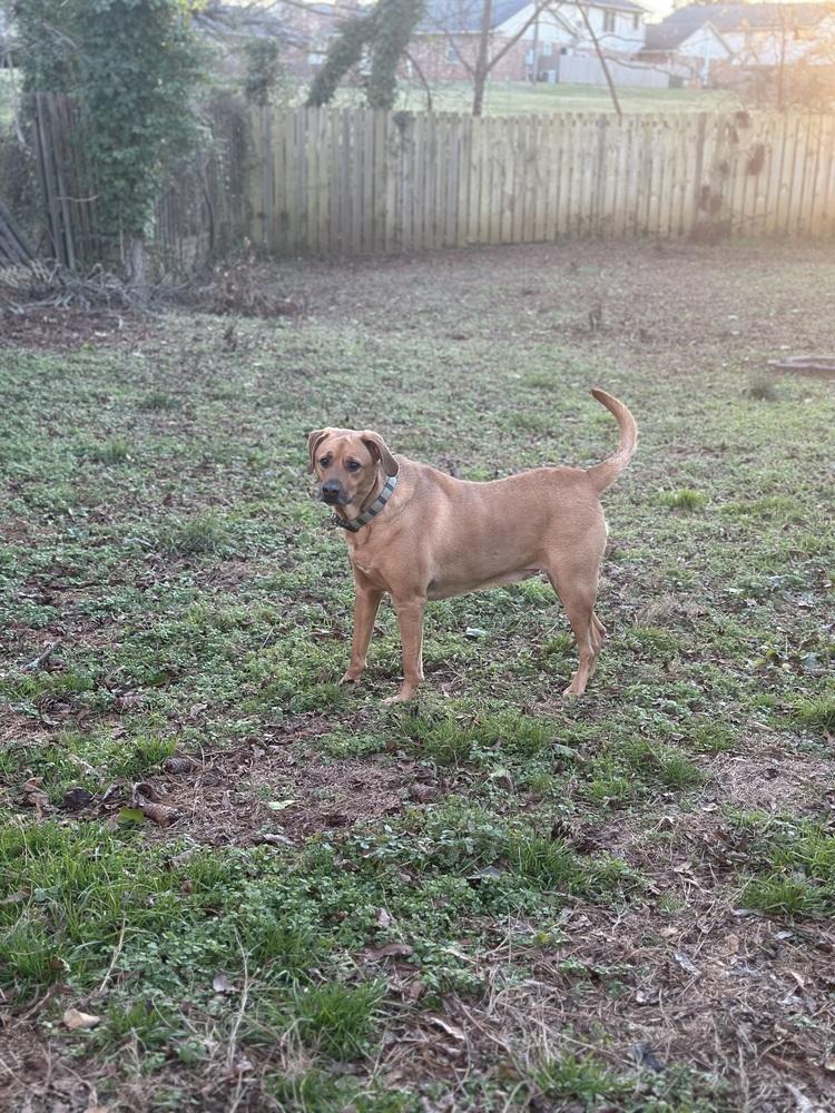 Enlarge Paulie, a Adoptable mixed breed in Greenville, SC image 2/4