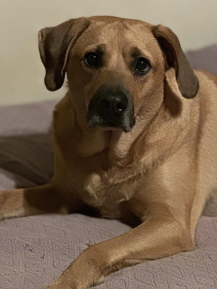 Enlarge Paulie, a Adoptable mixed breed in Greenville, SC image 2/4