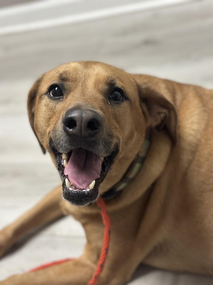 Enlarge Paulie, a Adoptable mixed breed in Greenville, SC image 3/4