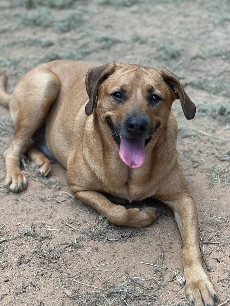 Enlarge Paulie, a Adoptable mixed breed in Greenville, SC image 4/4