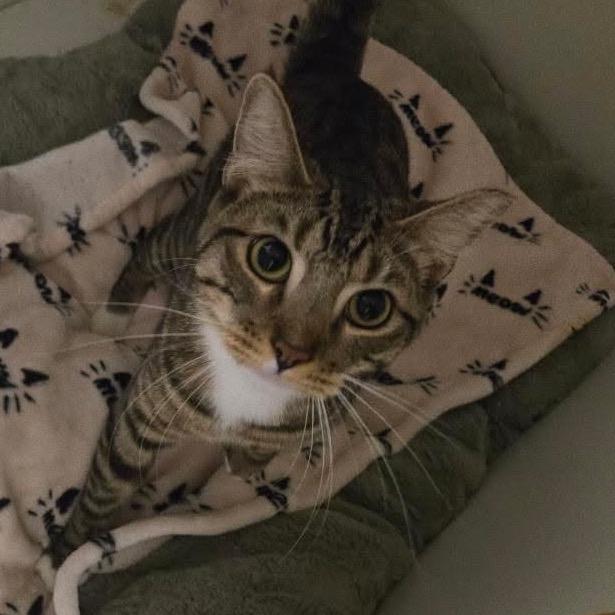 Beans - City of Industry Location, Adoptable, Young Male Domestic Short Hair.
