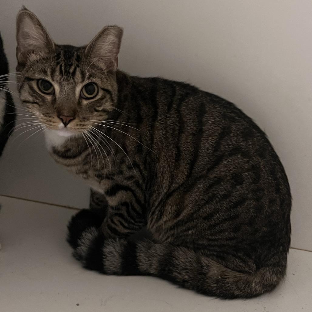 Enlarge Beans - City of Industry Location, a Adoptable Domestic Short Hair in Chino Hills, CA image 2/5