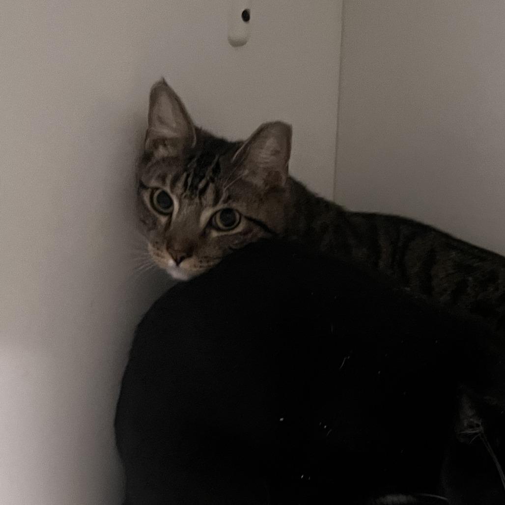 Enlarge Beans - City of Industry Location, a Adoptable Domestic Short Hair in Chino Hills, CA image 3/5