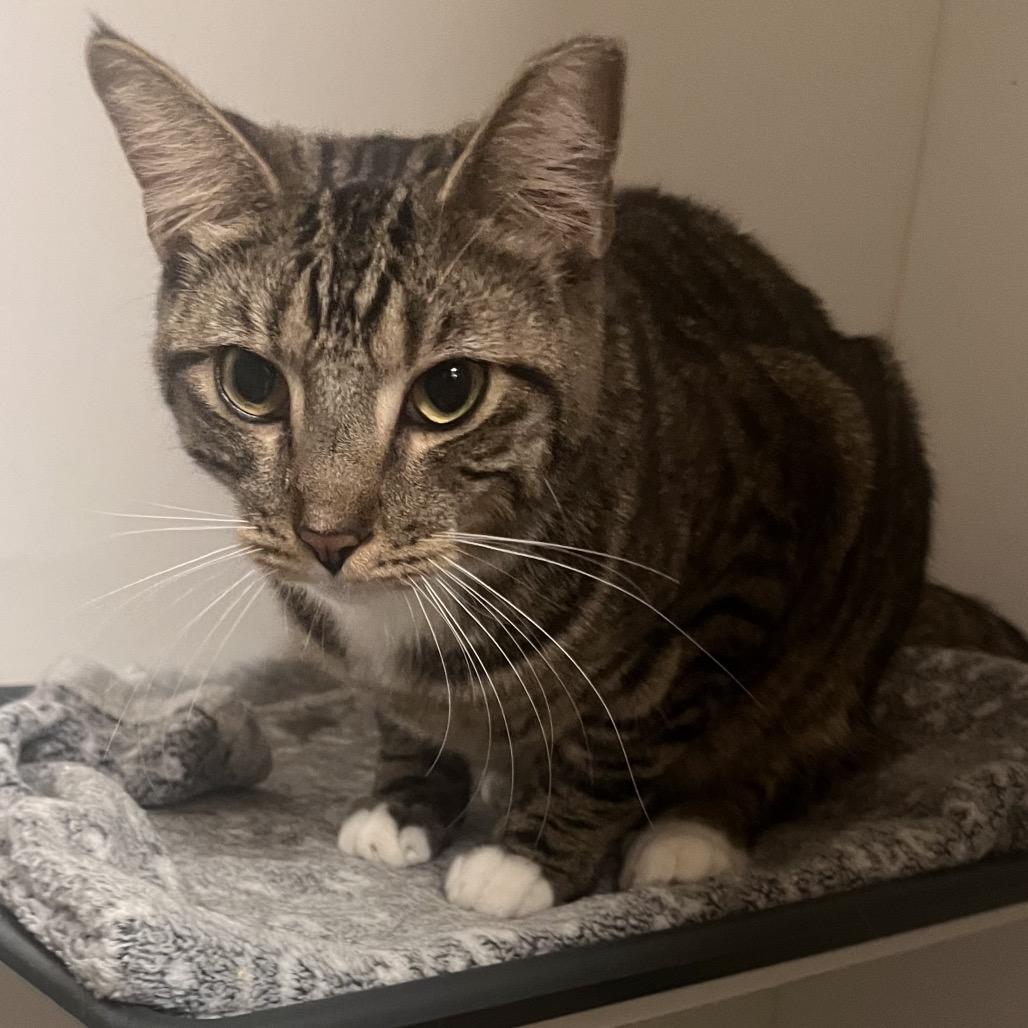 Enlarge Beans - City of Industry Location, a Adoptable Domestic Short Hair in Chino Hills, CA image 4/5