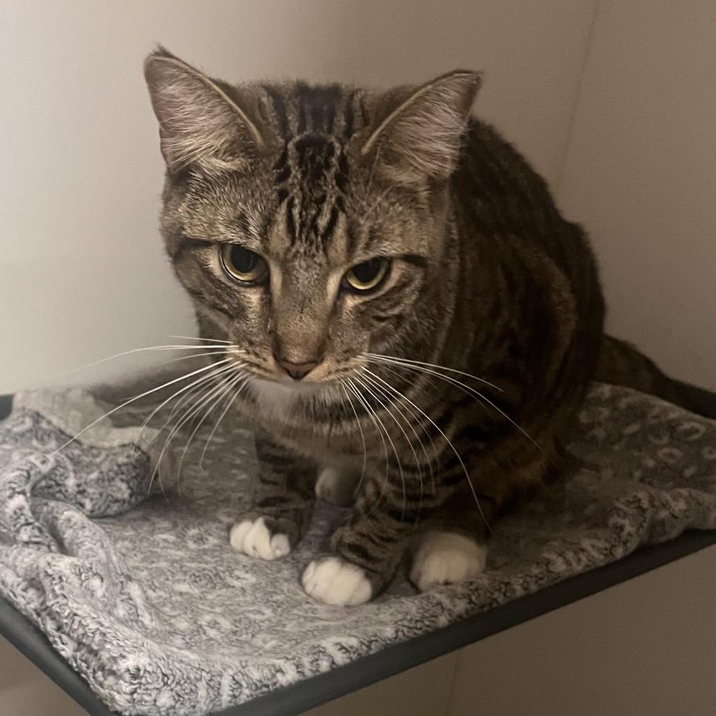 Enlarge Beans - City of Industry Location, a Adoptable Domestic Short Hair in Chino Hills, CA image 5/5