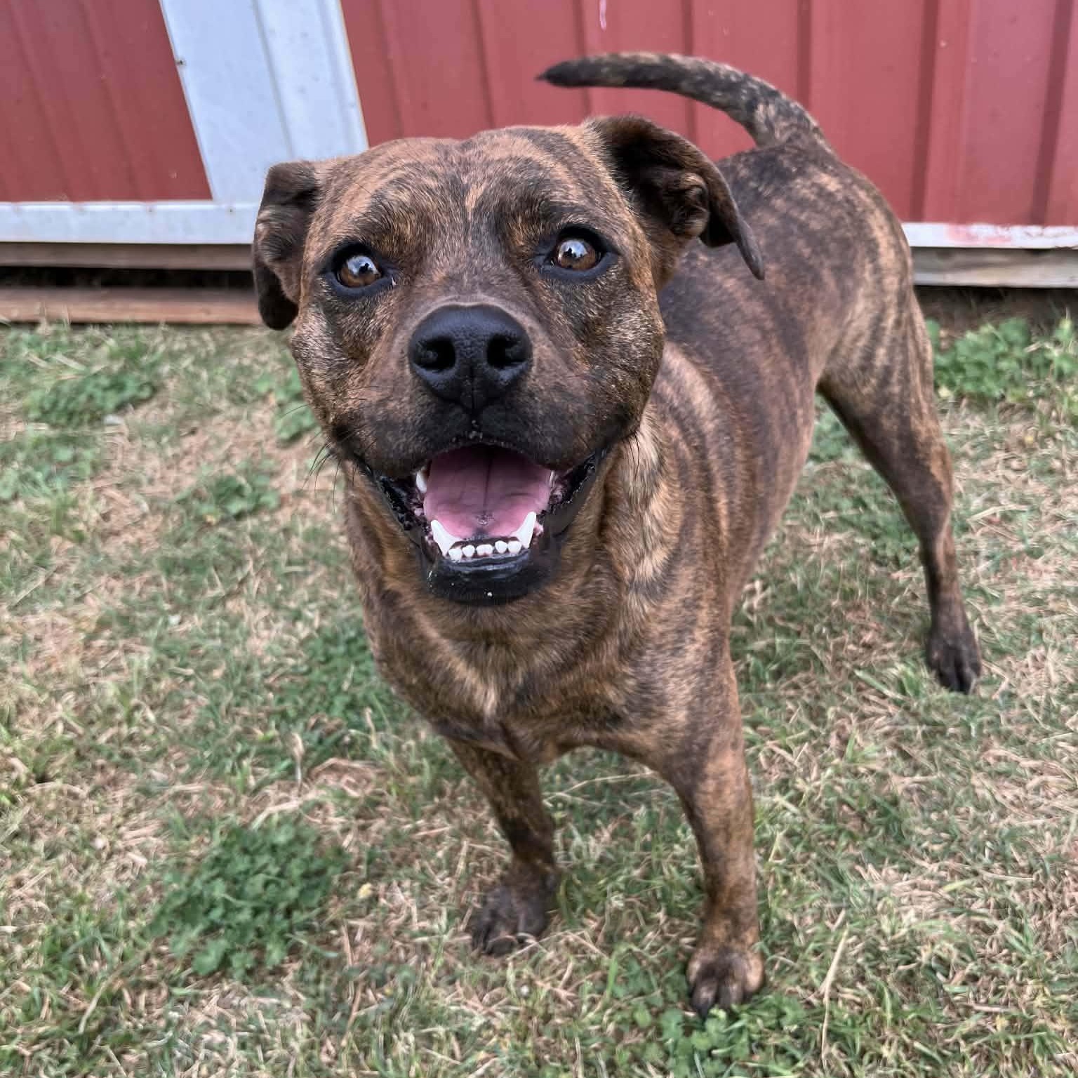 Rosie, Adoptable, Young Female Catahoula Leopard Dog.