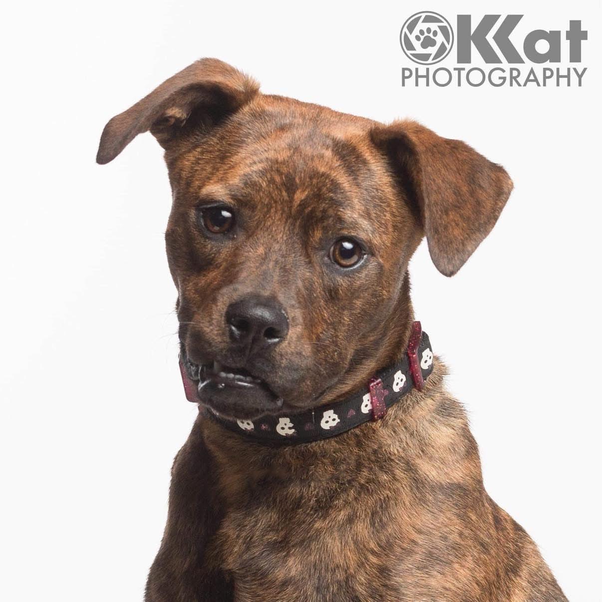 Enlarge Rosie, a Adoptable mixed breed in Warr Acres, OK image 1/6