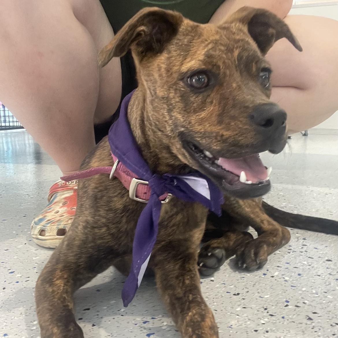 Enlarge Rosie, a Adoptable mixed breed in Warr Acres, OK image 2/5