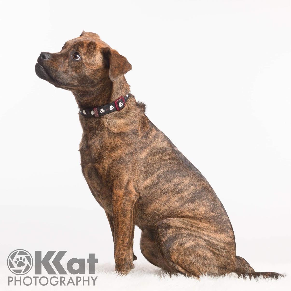 Enlarge Rosie, a Adoptable mixed breed in Warr Acres, OK image 2/6