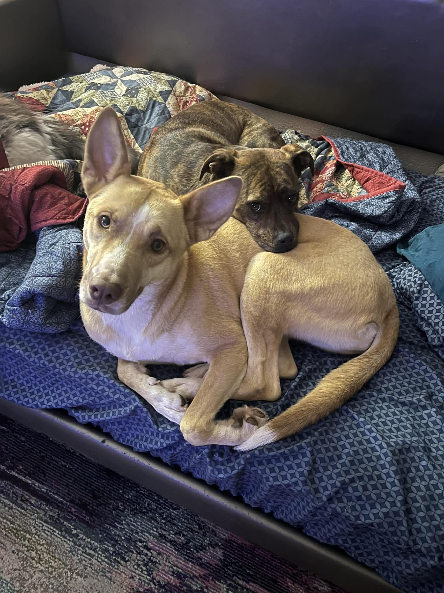 Enlarge Rosie, a Adoptable mixed breed in Warr Acres, OK image 4/6