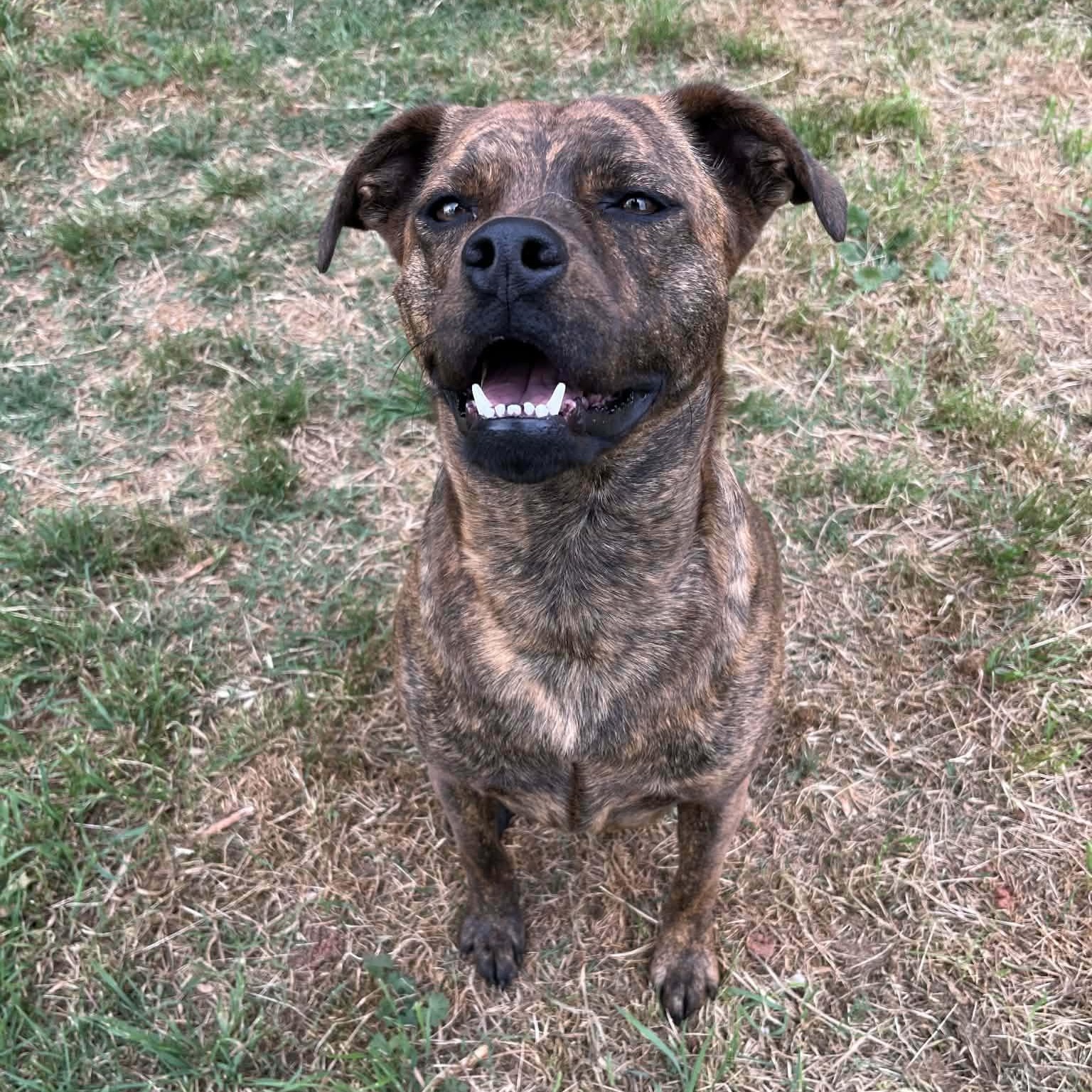 Enlarge Rosie, a Adoptable mixed breed in Warr Acres, OK image 4/5