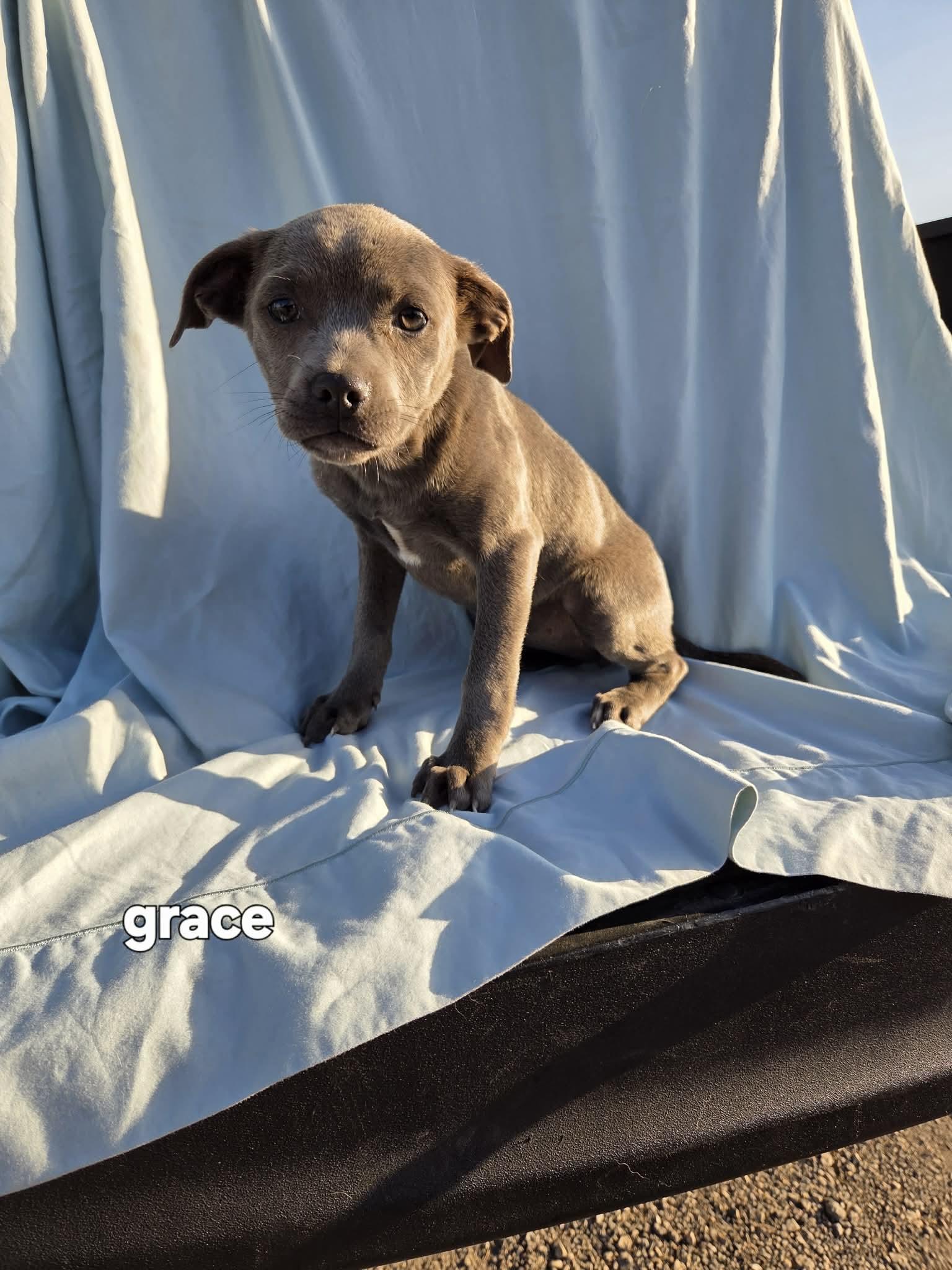 Enlarge Grace Velvita MM, a Adoptable mixed breed in Waukesha , WI image 2/3
