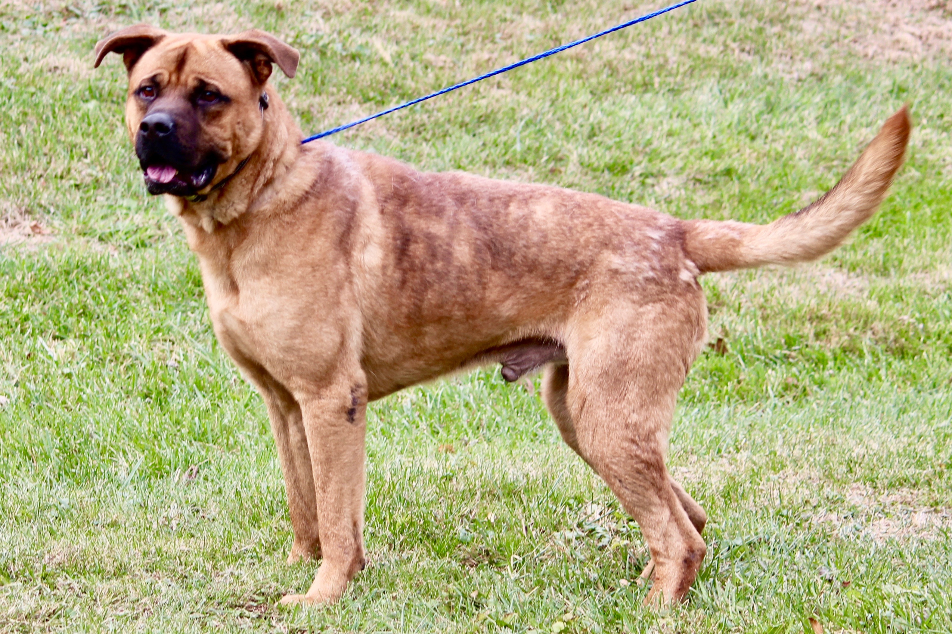 KENNEDY, a Adoptable mixed breed in Brazil, IN image 1/12