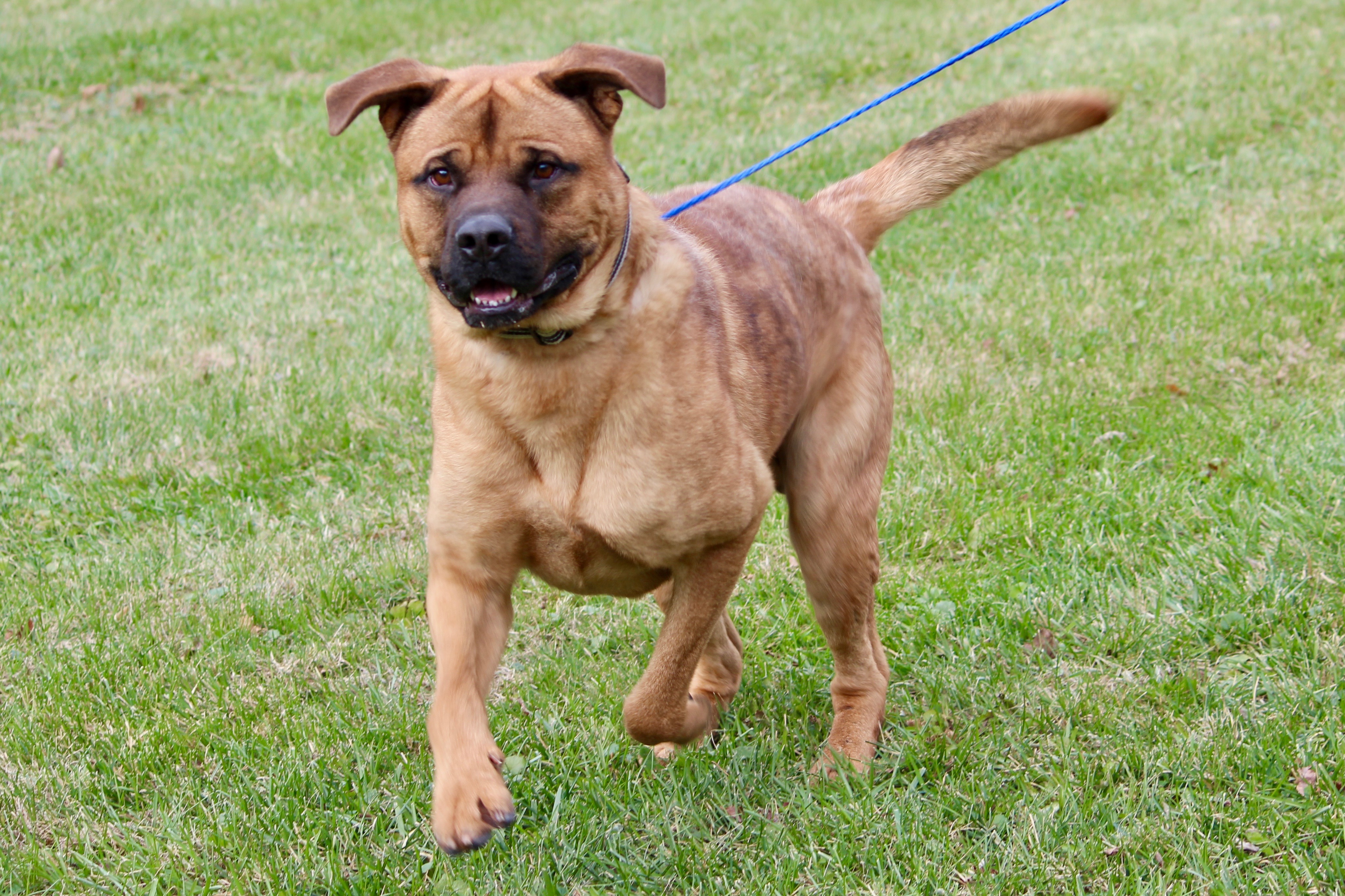KENNEDY, a Adoptable mixed breed in Brazil, IN image 2/12