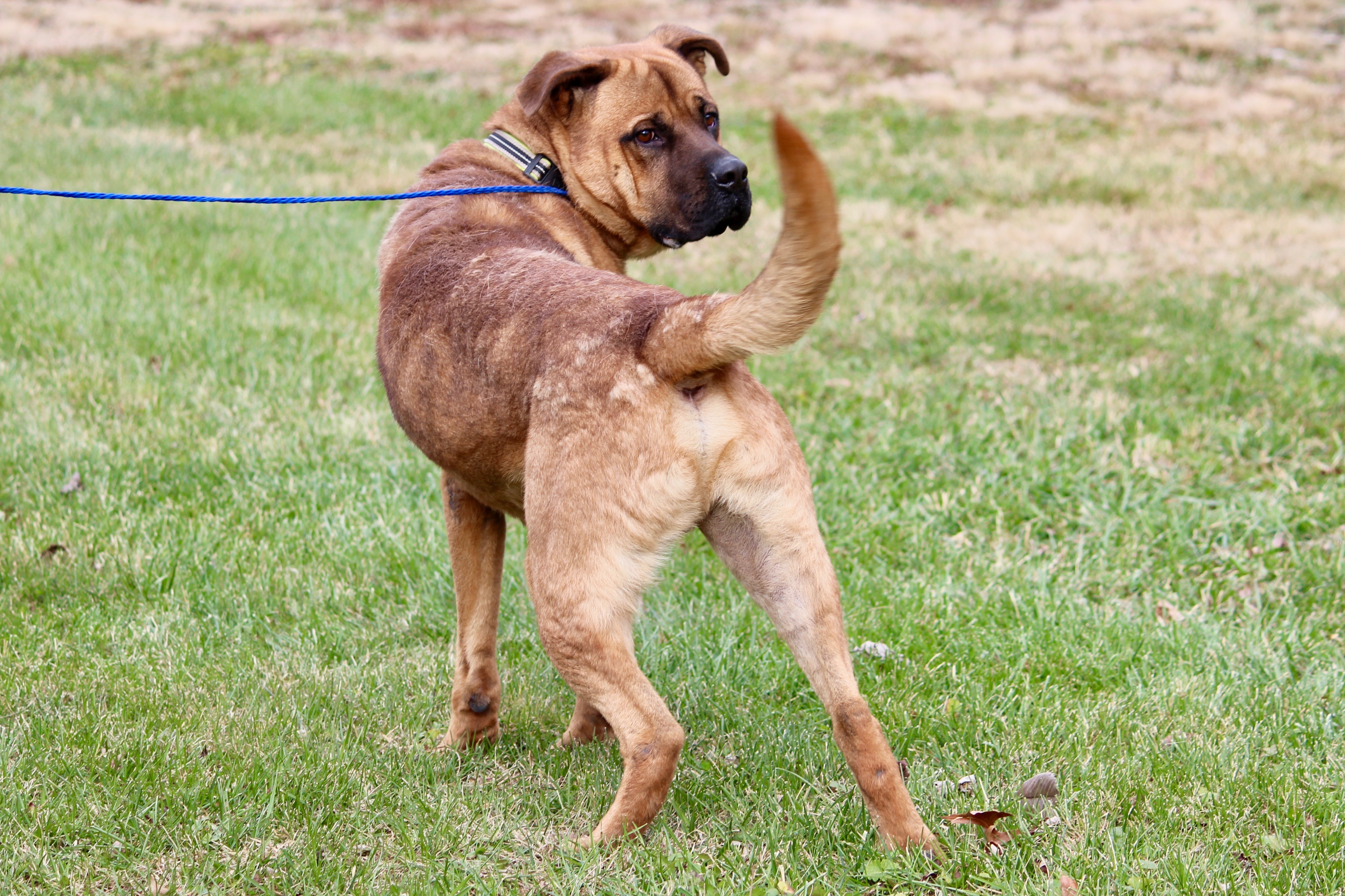 KENNEDY, a Adoptable mixed breed in Brazil, IN image 3/12