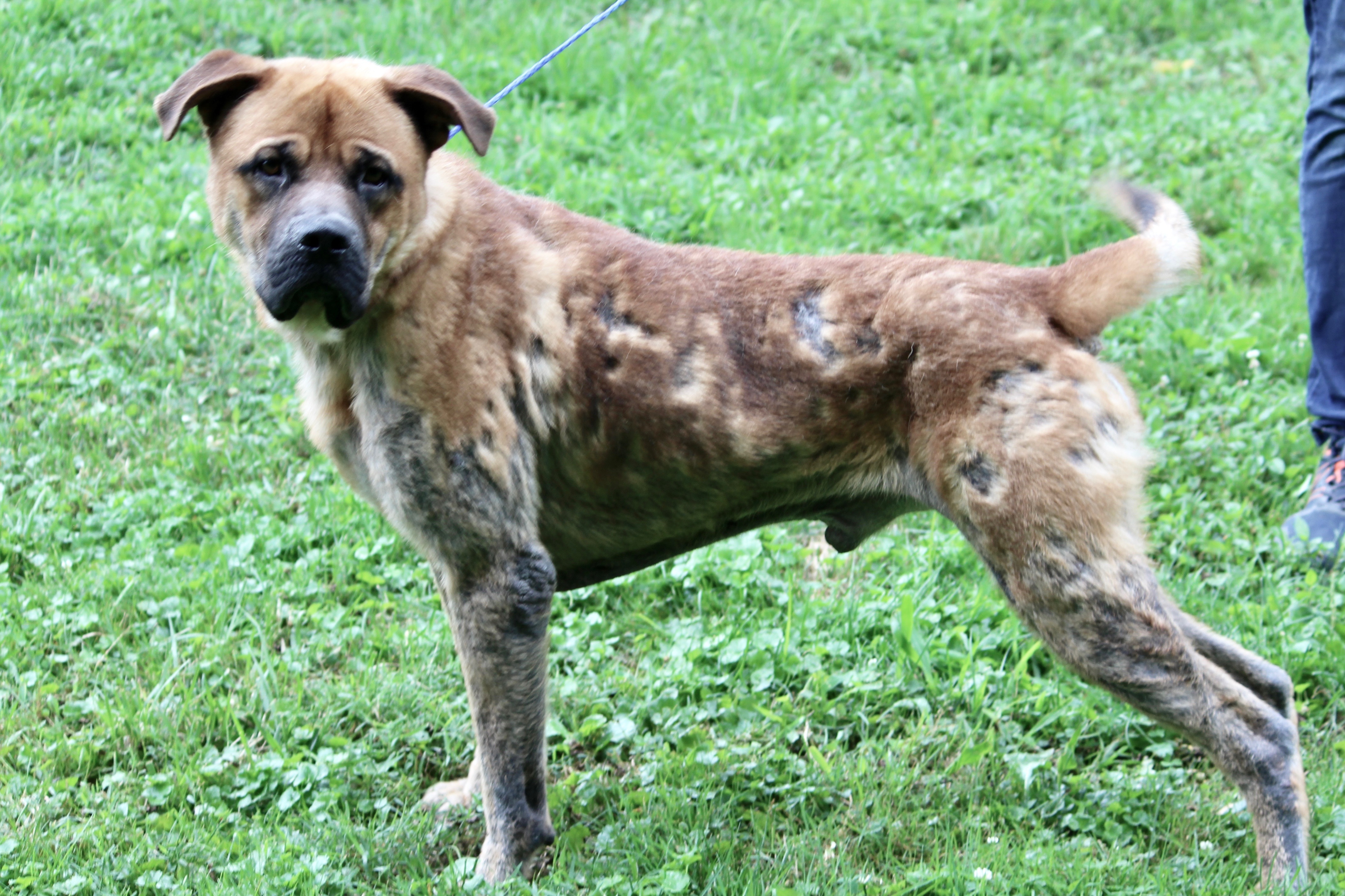 KENNEDY, a Adoptable mixed breed in Brazil, IN image 4/12
