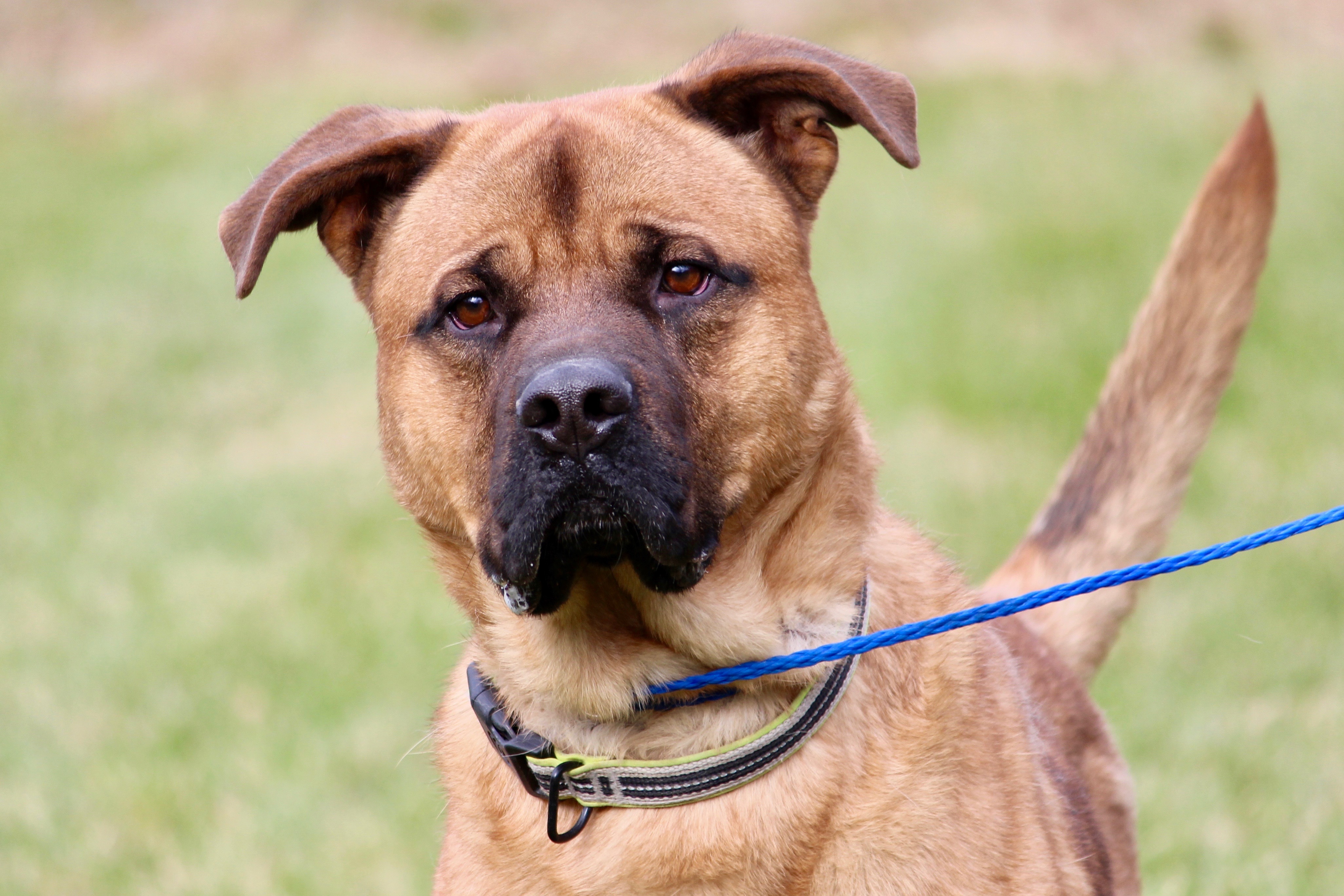 KENNEDY, a Adoptable mixed breed in Brazil, IN image 5/12
