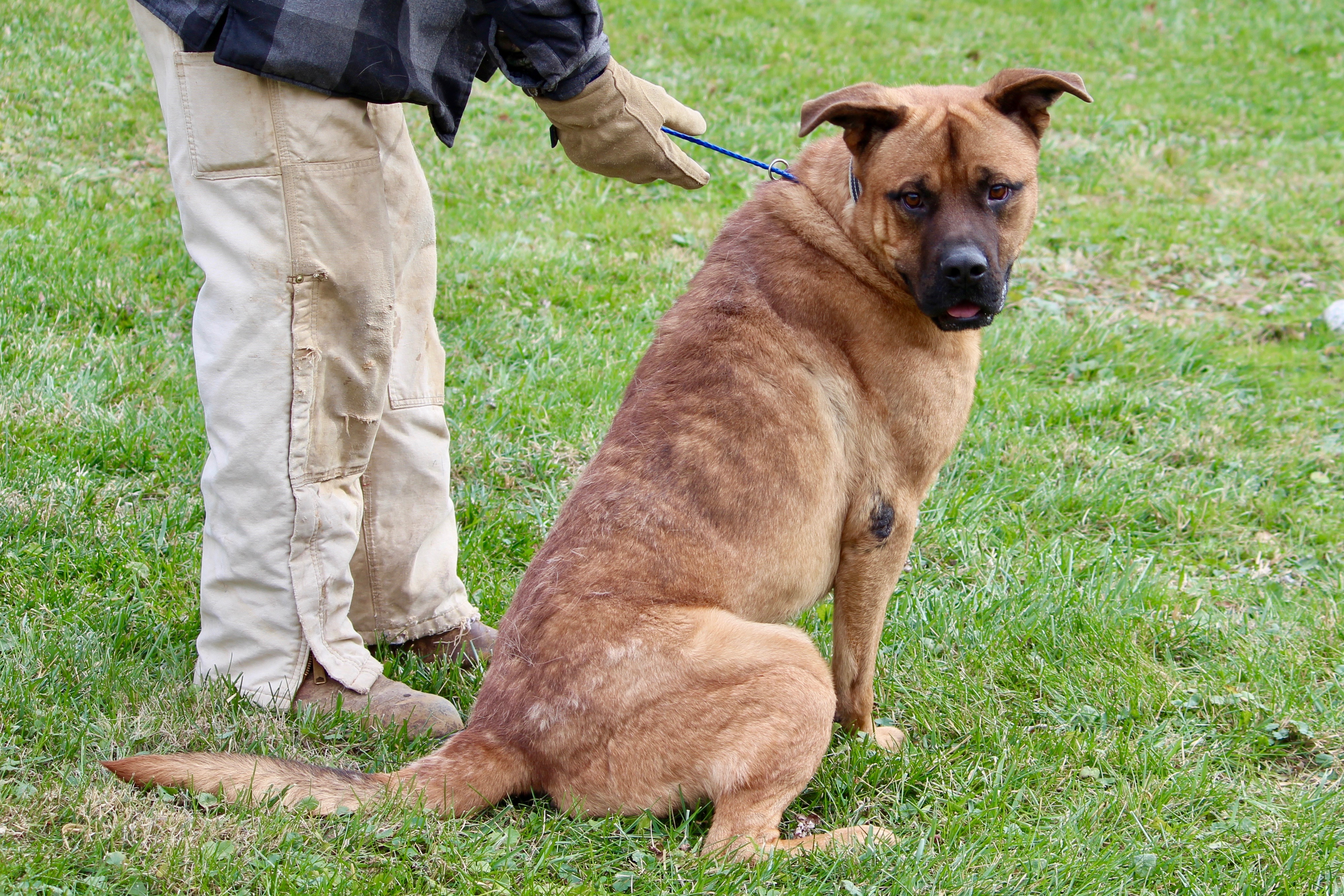 KENNEDY, a Adoptable mixed breed in Brazil, IN image 6/12