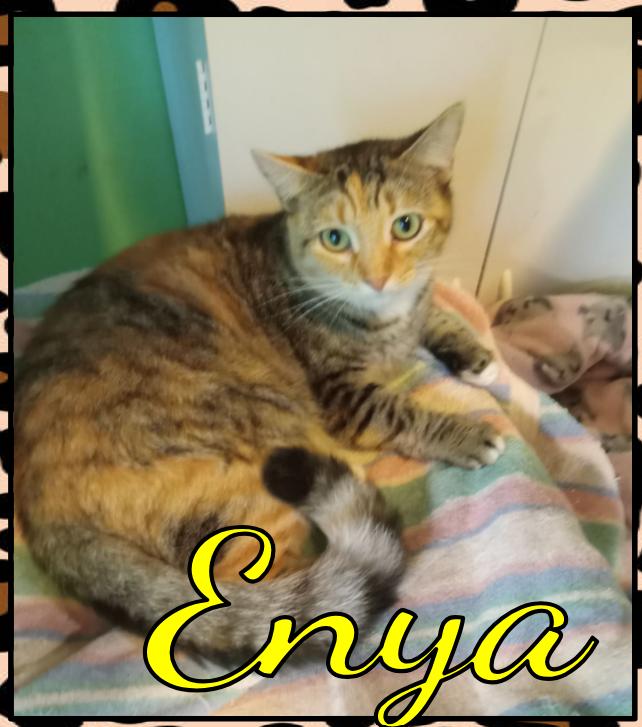 Enlarge Enya, a Adoptable mixed breed in Flint Hill, VA image 1/2