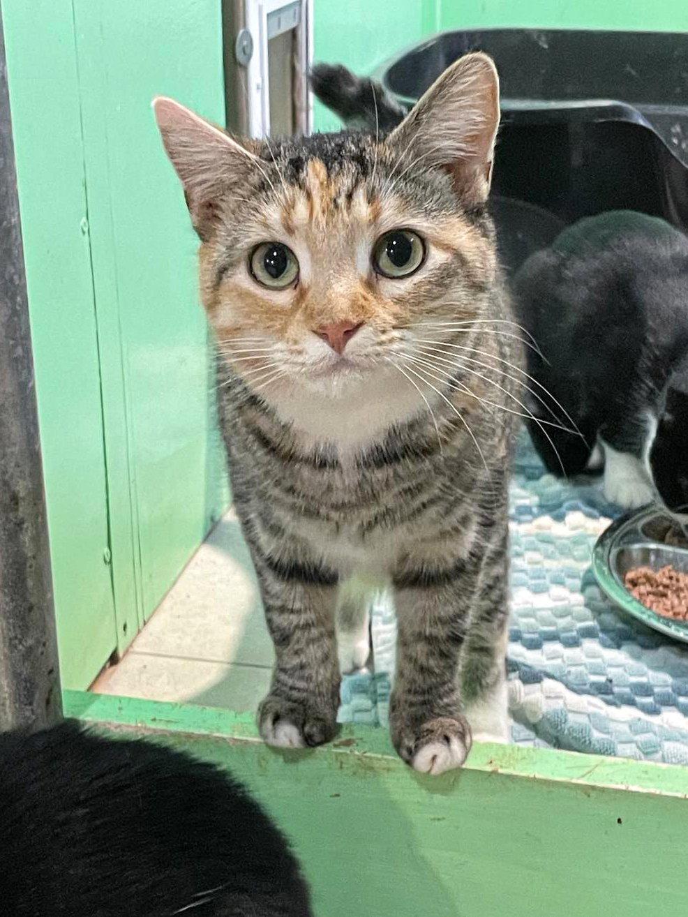 Enlarge Enya, a Adoptable mixed breed in Flint Hill, VA image 2/3