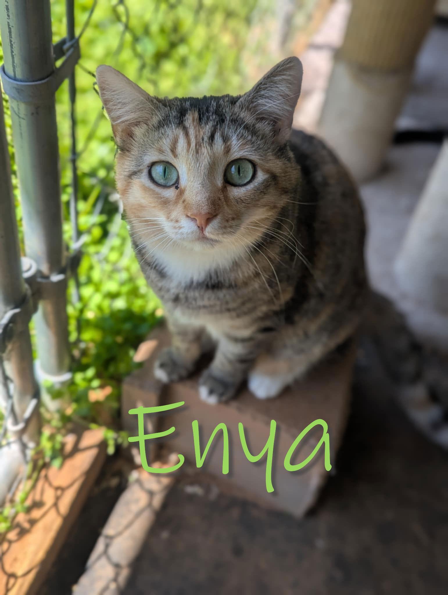 Enlarge Enya, a Adoptable mixed breed in Flint Hill, VA image 2/2