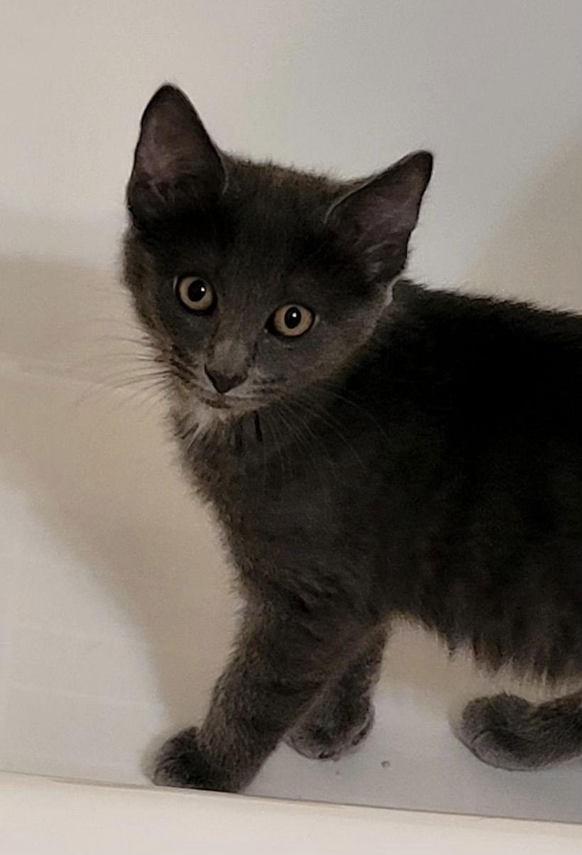 Pearl, Adopted, Kitten Female Domestic Short Hair.