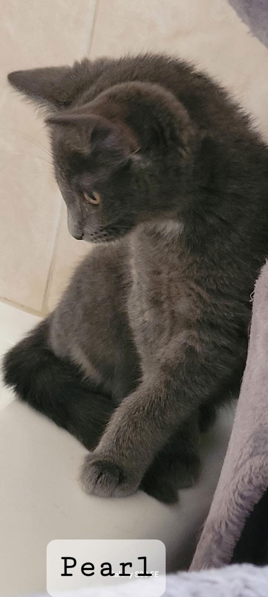 Enlarge Pearl, a Adopted Domestic Short Hair in Oviedo, FL image 2/3