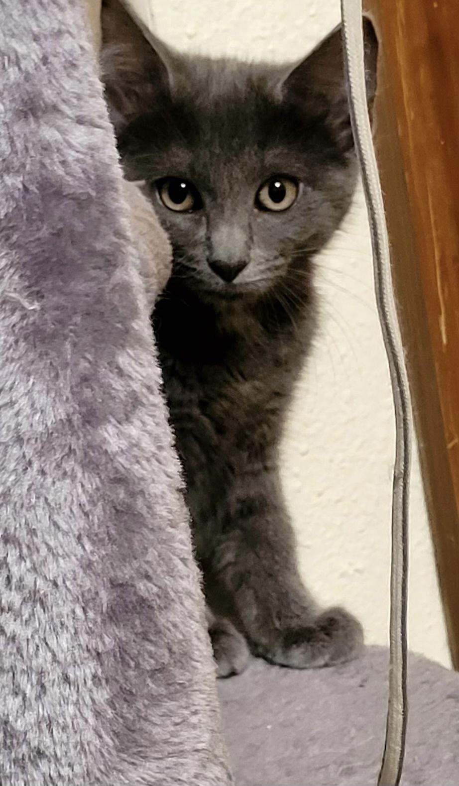 Enlarge Pearl, a Adopted Domestic Short Hair in Oviedo, FL image 3/3