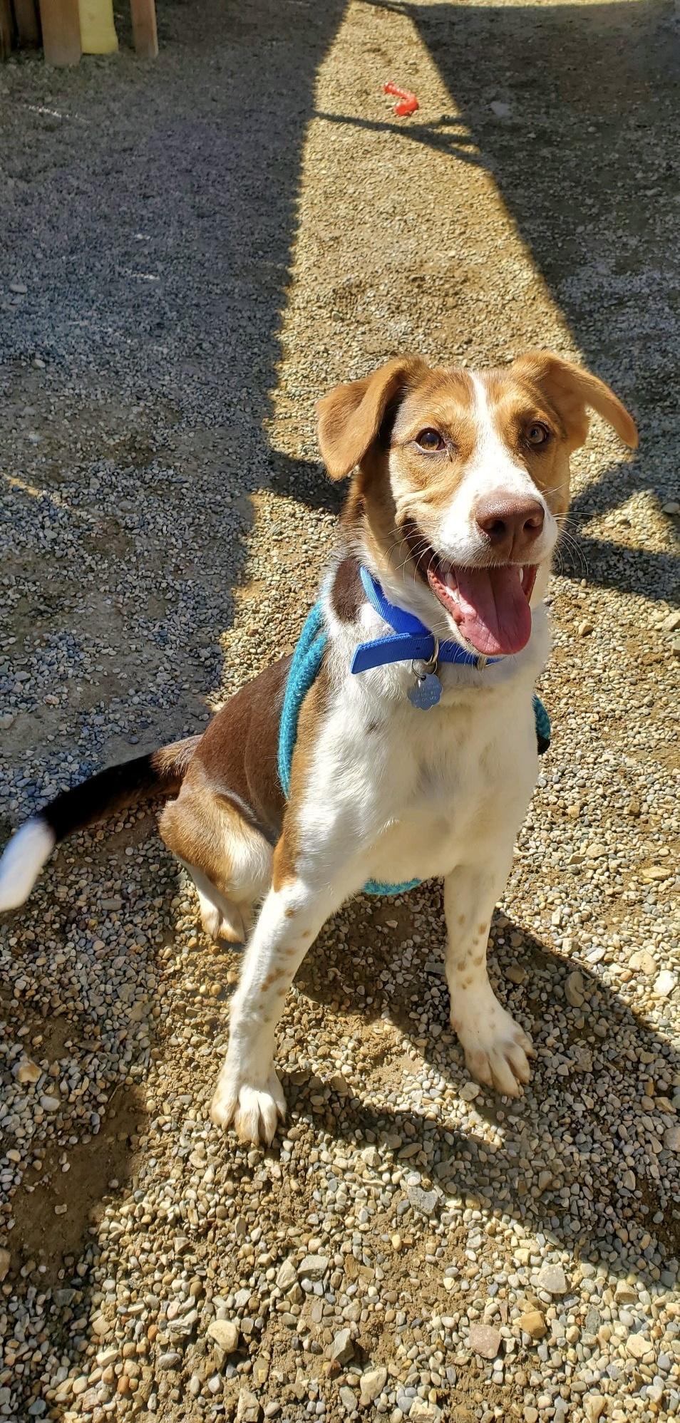 Enlarge Alistair, a Adoptable mixed breed in Oxford, MI image 5/6