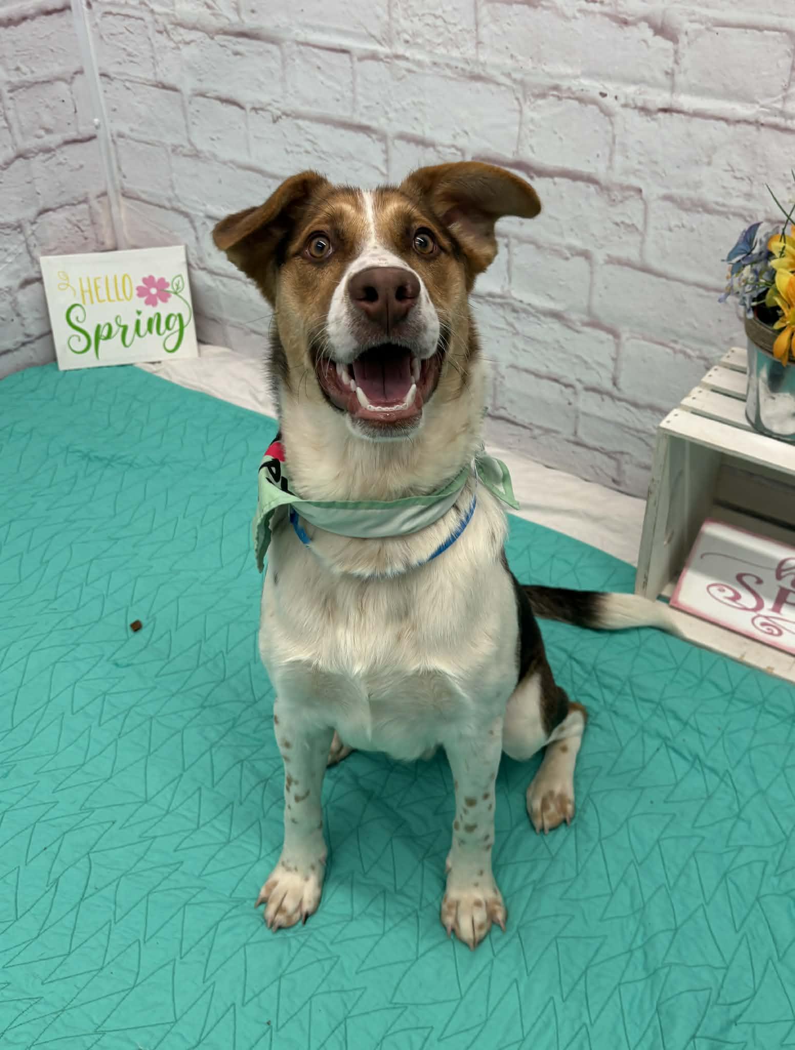 Enlarge Alistair, a Adoptable mixed breed in Oxford, MI image 3/6