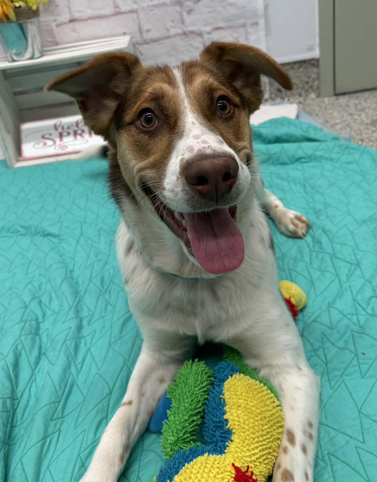 Enlarge Alistair, a Adoptable mixed breed in Oxford, MI image 2/6