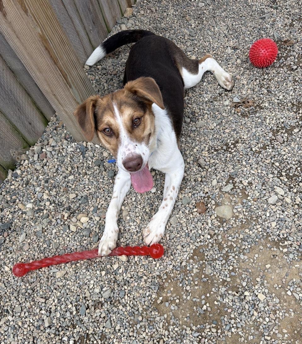 Enlarge Alistair, a Adoptable mixed breed in Oxford, MI image 6/6