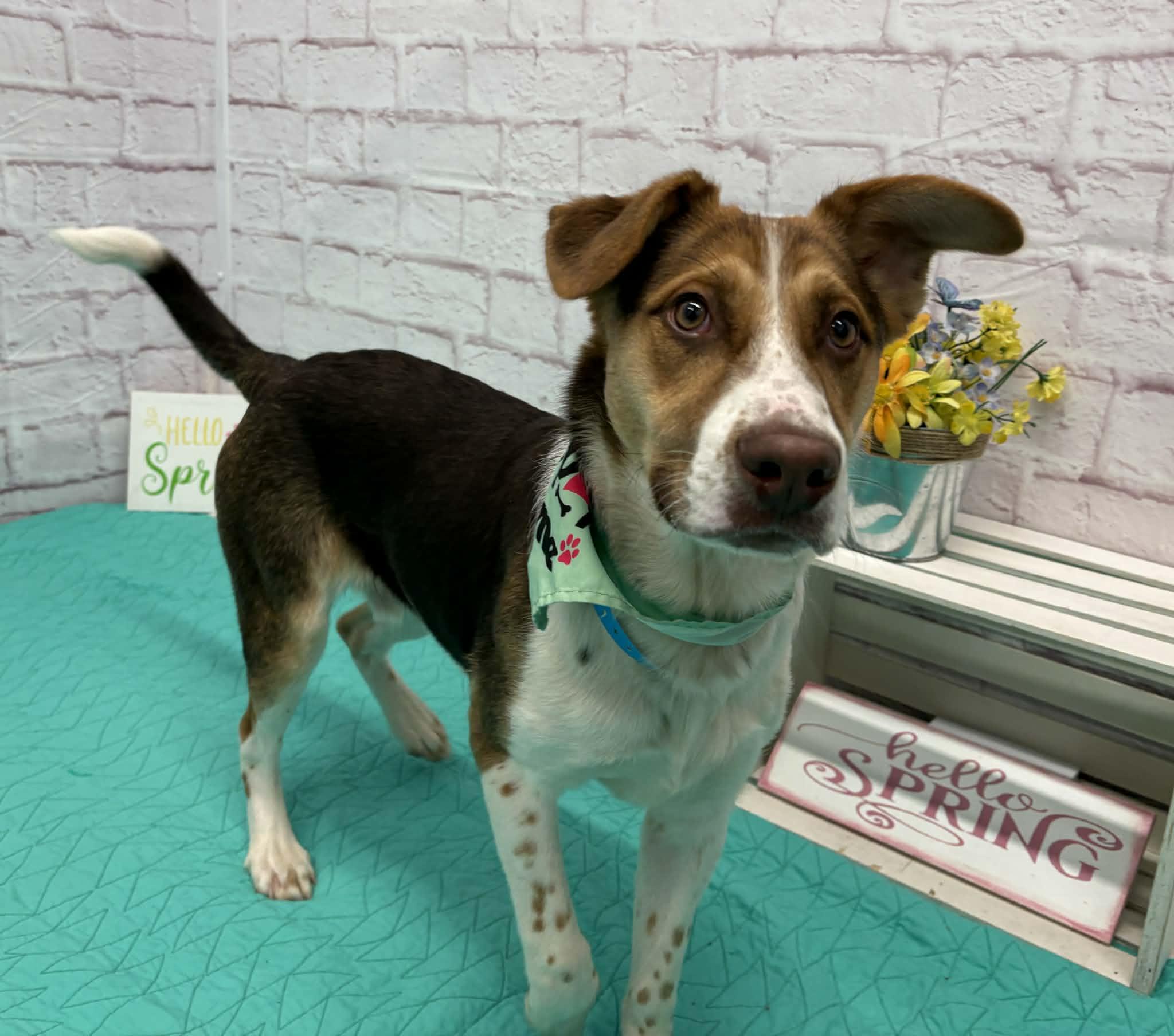 Enlarge Alistair, a Adoptable mixed breed in Oxford, MI image 4/6