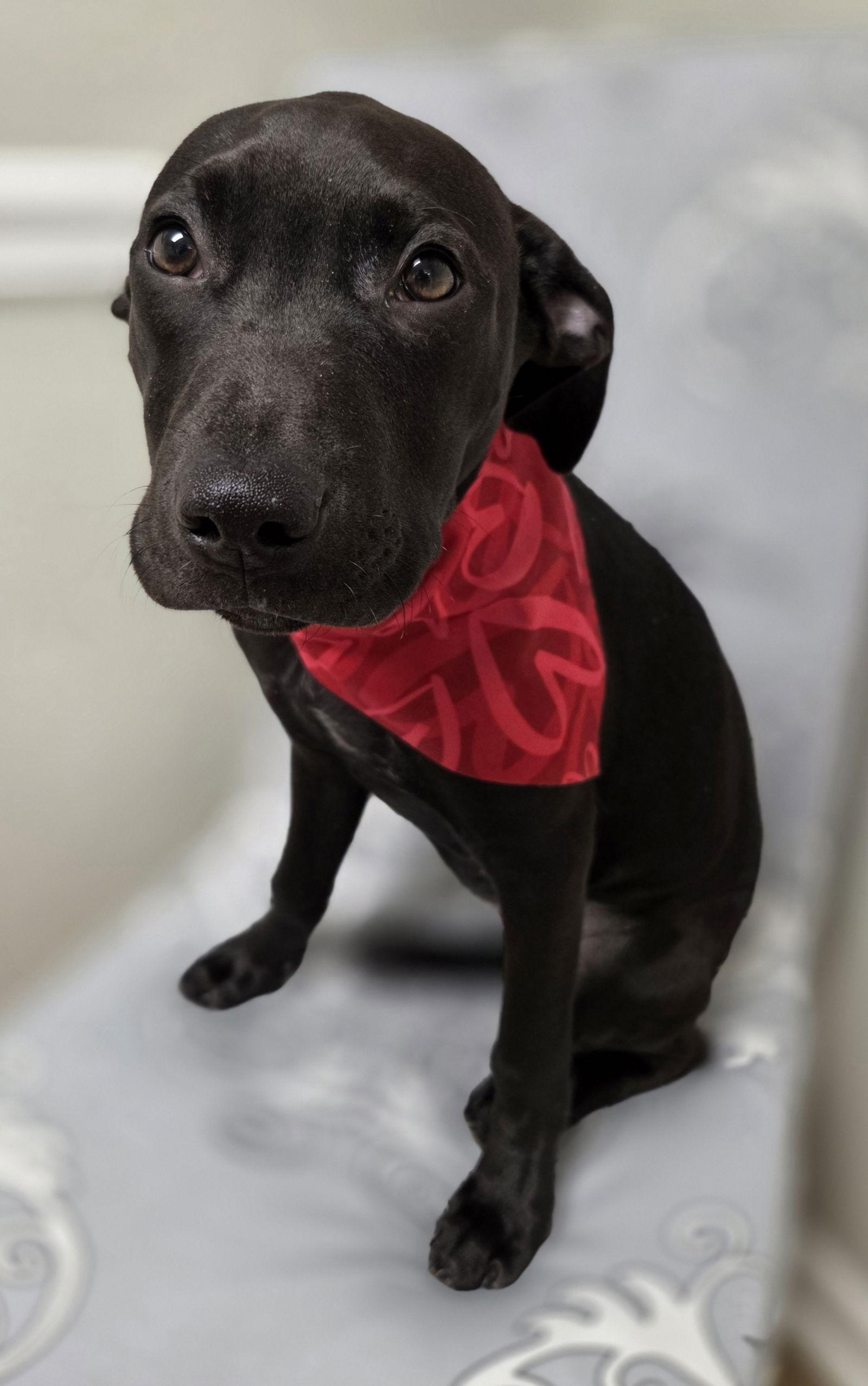 Enlarge Odie, a Adopted mixed breed in Magnolia Springs, AL image 1/3