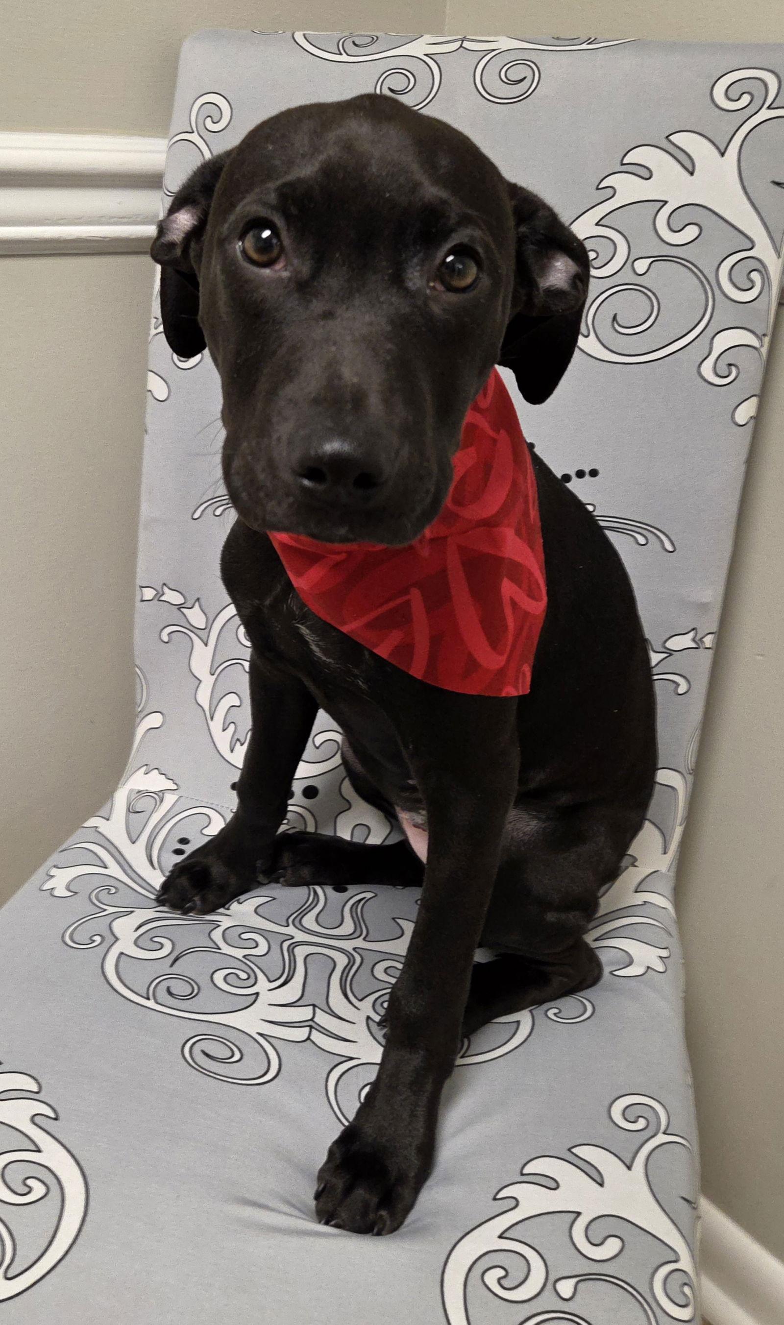 Enlarge Odie, a Adopted mixed breed in Magnolia Springs, AL image 2/3