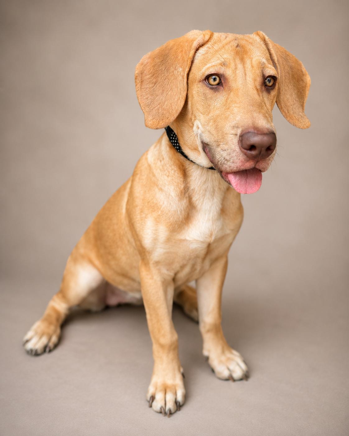 Enlarge Maddie, an adopted mixed breed in Navarre, FL image 6/6