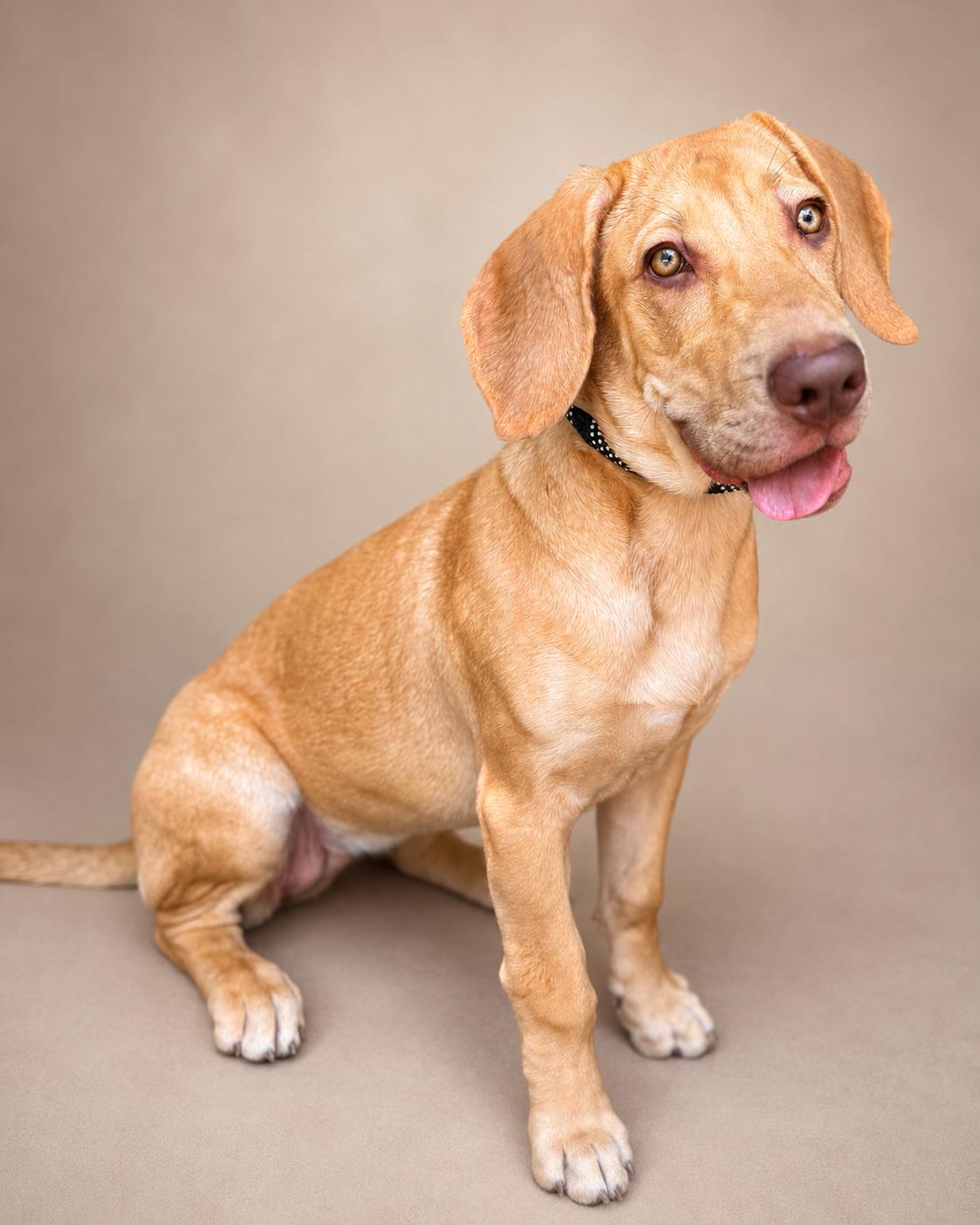 Enlarge Maddie, an adopted mixed breed in Navarre, FL image 5/6