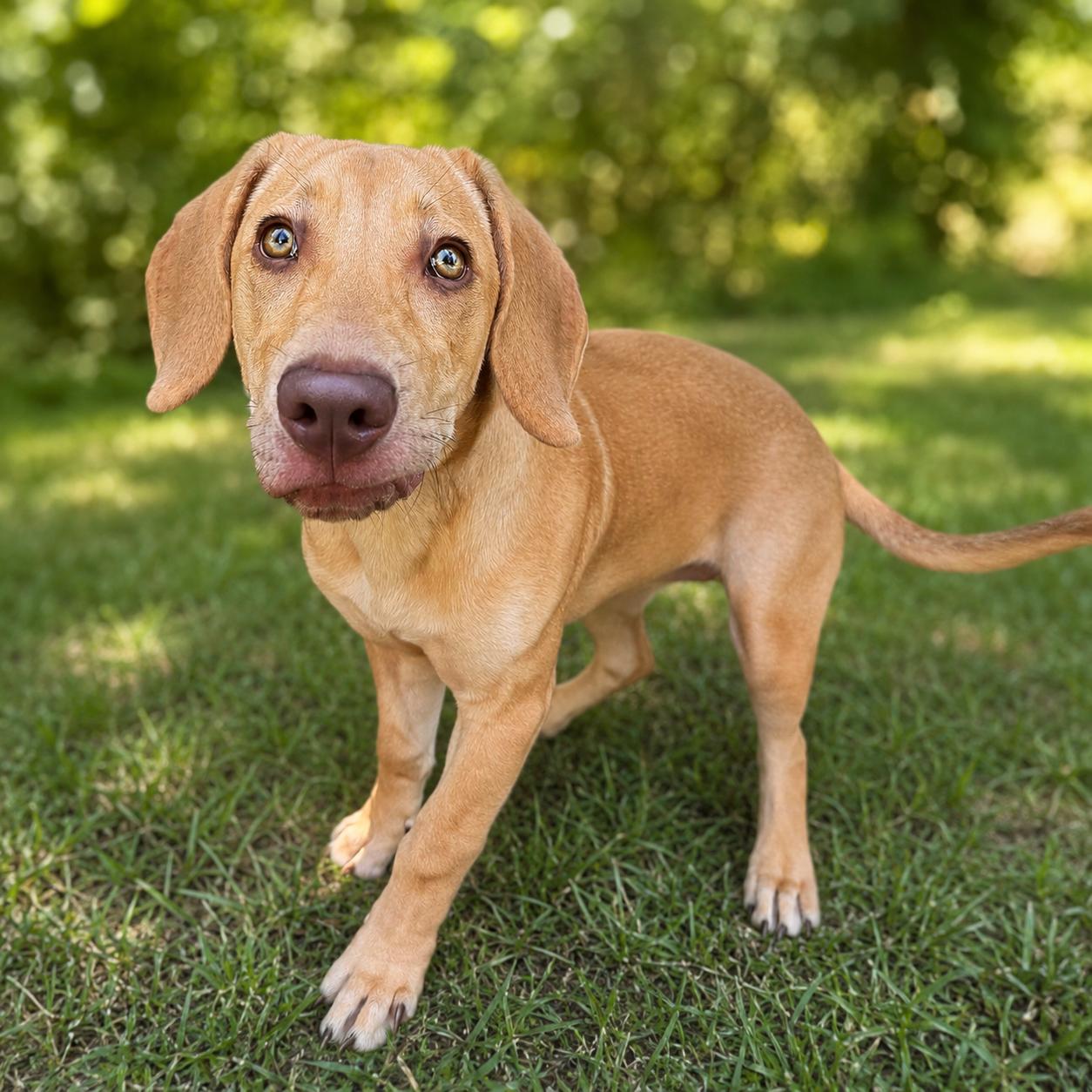 Enlarge Maddie, an adopted mixed breed in Navarre, FL image 3/6