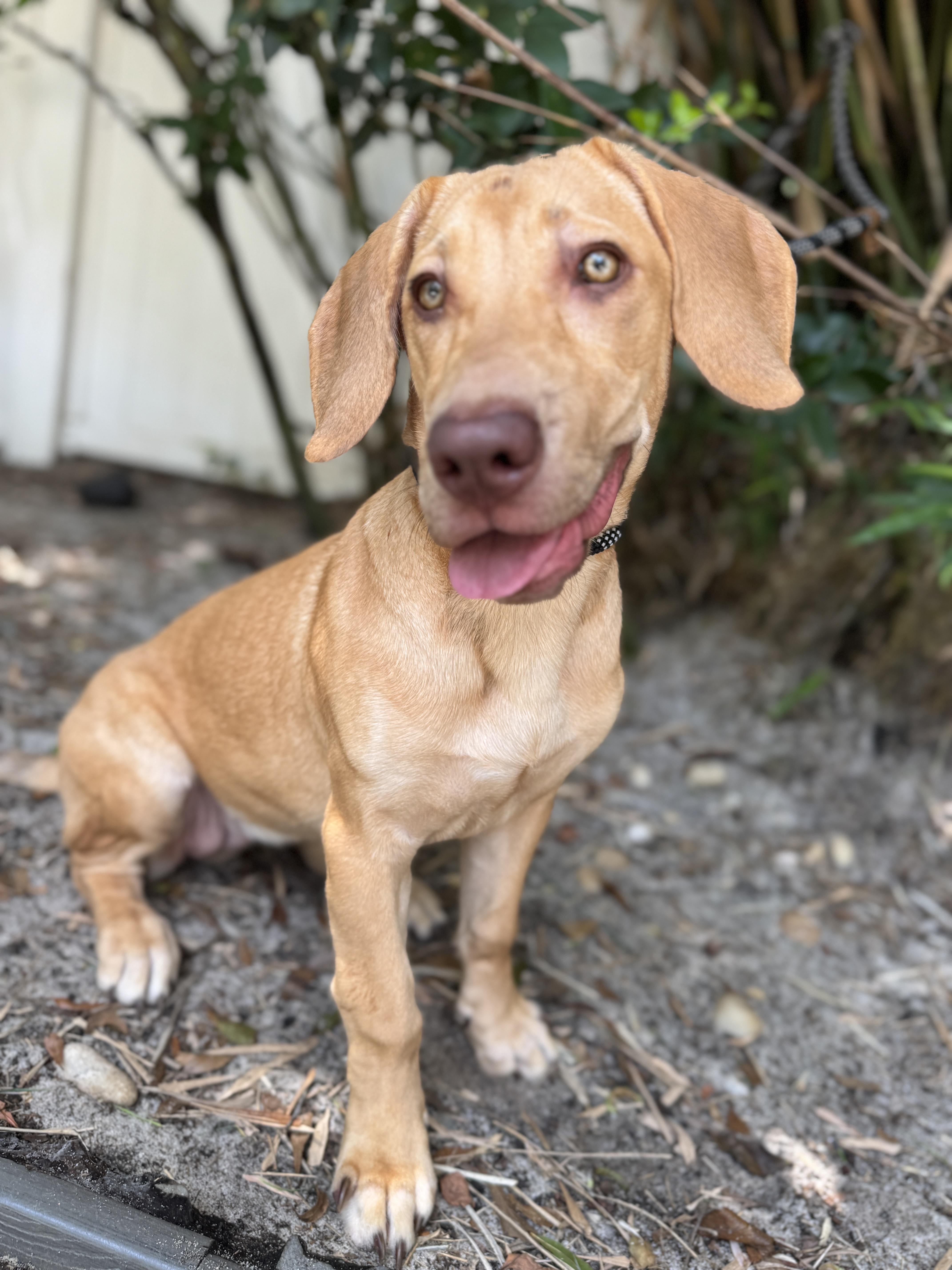 Enlarge Maddie, an adopted mixed breed in Navarre, FL image 4/6