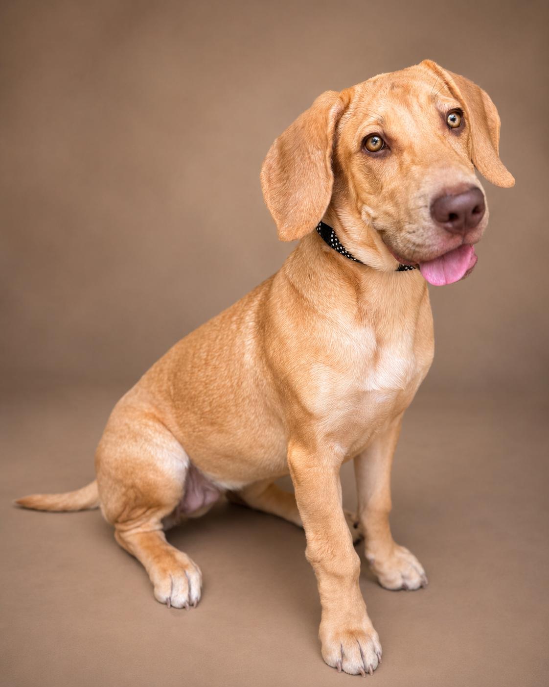 Maddie, adopted, Puppy Female Labrador Retriever & Basset Hound.